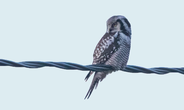 HIIRIPÖLLÖ "TYLSÄSTI" LANGALLA