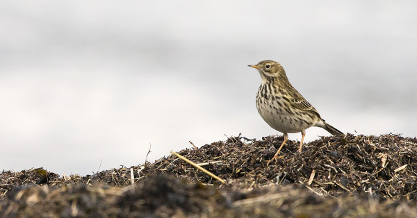 ITÄRANNALLA VIIVYTTELEE NIITTYKIRVINEN