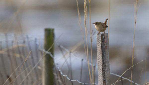 SAARESSA ON VIELÄ USEITA PEUKALOISIA