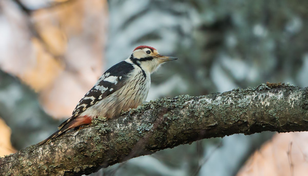 HESAN VALKOSELKÄTIKKA