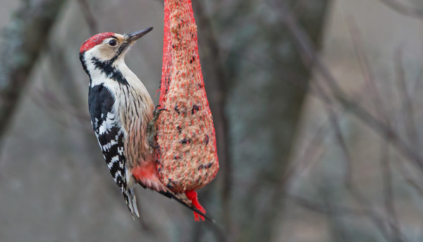KOIRAS VALKOSELKÄTIKKA KÄVI RUOKINNALLA AAMULLA