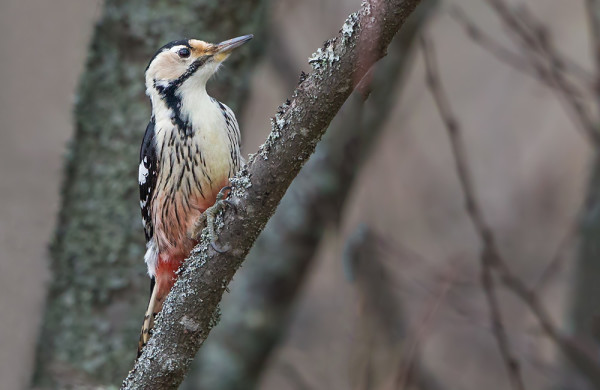 NAARAS VALKOSELKÄTIKKA PIIPAHTI ILTAPÄIVÄLLÄ