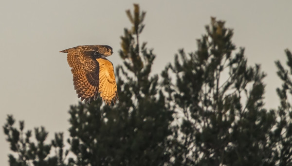 HUUHKAJA LÄHTEE SAALISTELEMAAN ILTAVALOISSA