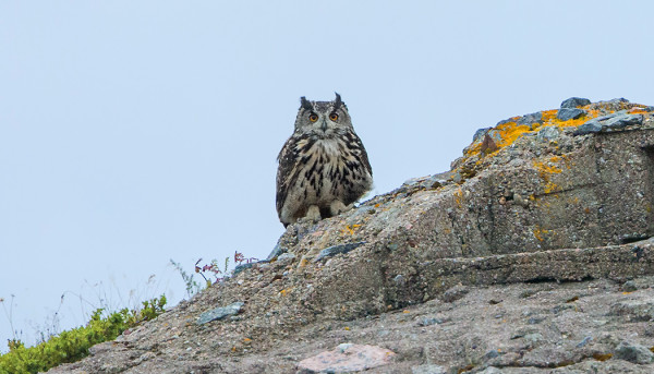HUUHKAJAPARI ASUSTAA EDELLEEN KOBBANIN LUODOILLA