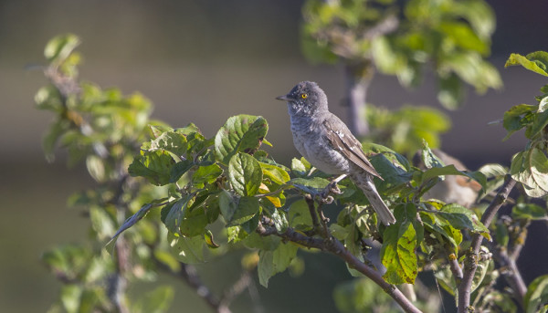 KIRJOKERTTUJA ON UTÖSSÄ ENÄÄ YKSI PARI