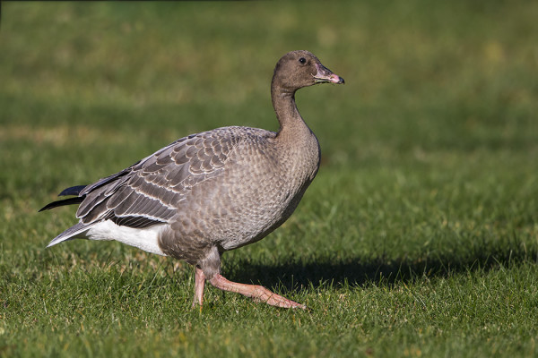 NUORI LYHYTNOKKAHANHI VIIHTYI PITKÄÄN SAARESSA