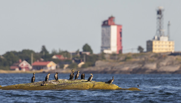 MERIMETSOJA KERÄÄNTYY LOPPUKESÄLLÄ JA ALKUSYKSYLLÄ UTÖN VESILLE