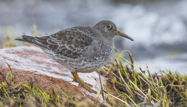 MERISIRREJÄ ON EDELLEEN LÄHES PÄIVITTÄIN