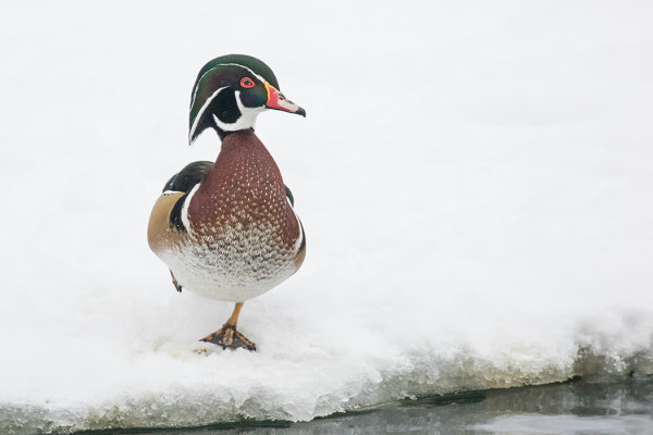TAVIN "KAVERINA" ON MM MORSIOSORSA, KUPITTAAN PUISTOLINTUJA, MUTTA SILTI HIENO ILMESTYS