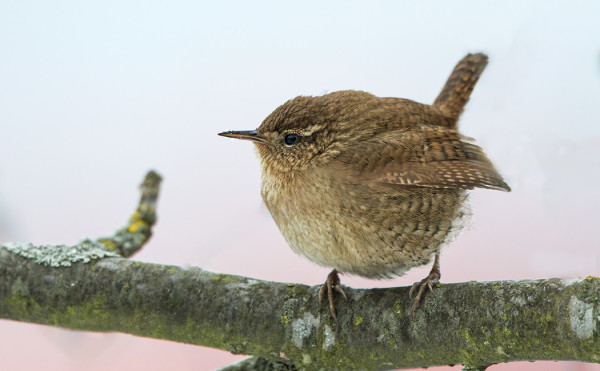 SAARESSA ON VIELÄ 4-6 PEUKALOISTA