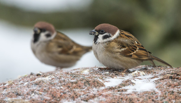KAKSI PIKKUVARPUSTA TALVEHTII SAARESSA