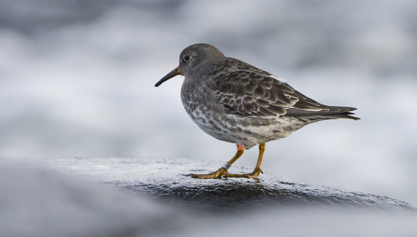 MARRASKUUSSA NÄHTIIN YKSI HUIPPUVUORILLA VÄRIRENGASTETTU MERISIRRI (kuvassa)