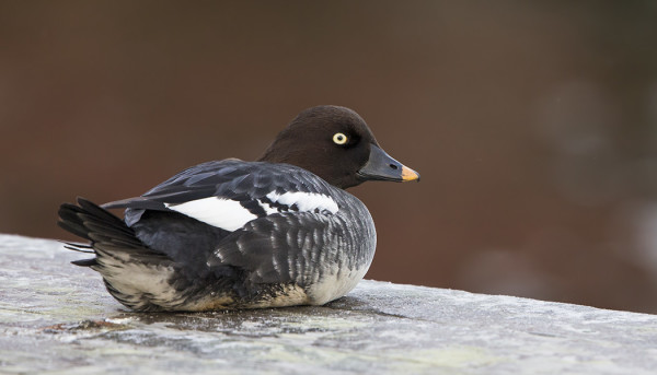 NAARASTELKKÄ OLESKELEE LAITURILLAMME, VÄLILLÄ KÄYDEN SUKELTELEMASSA
