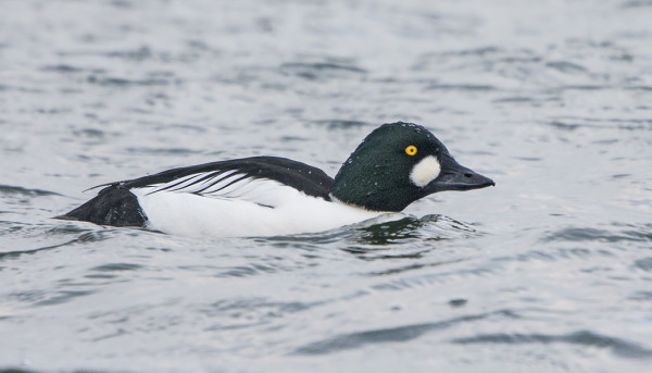 TELKKÄ ON TÄMÄN AJAN RUNSAIN VESILINTU