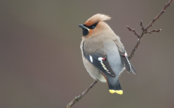 TILHIÄ ON SAARESSA VIELÄ YLLÄTTÄVÄN PALJON VAIKKA MARJOJA EI OLE JUURI LAINKAAN