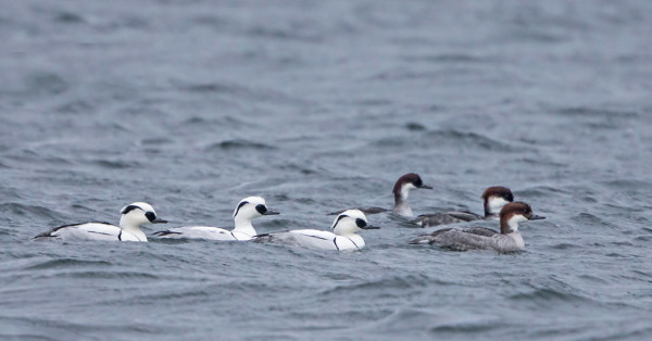 UIVELOITA ON ILMESTYNYT FLADANILLE