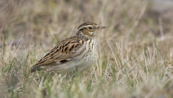 ... JA KANGASKIURUJA