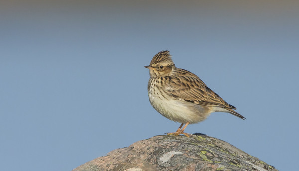 TALVEHTINEET KANGASKIURUT VIIHTYVÄT EDELLEEN SAARESSA