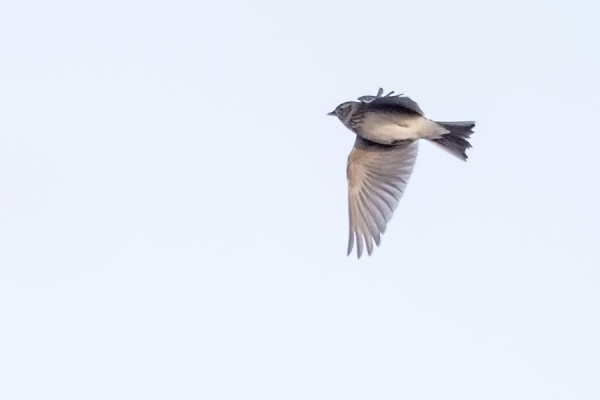 KEVÄTMUUTTO KÄYNNISTYI KIURUILLA