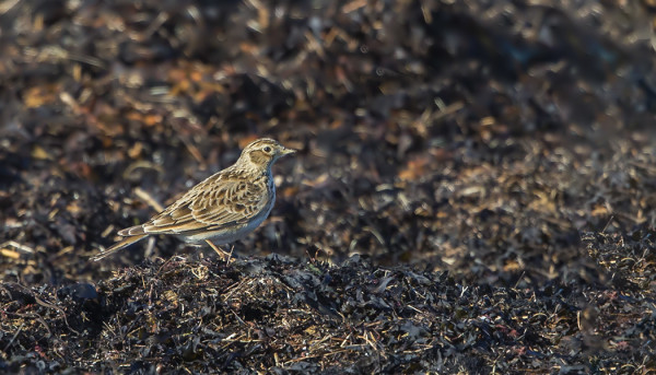 SAARESSA ON KIURUJA...