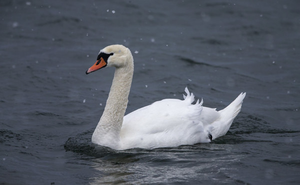 KYHMYJOUTSENIA ON UTÖN VESILLÄ NYT PARIKYMMENTÄ