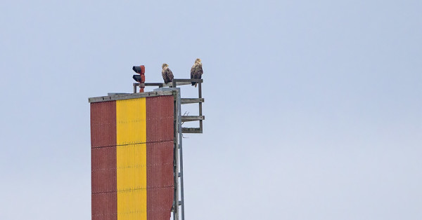 MERIKOTKAPAREJA ON JO LIIKKEELLÄ