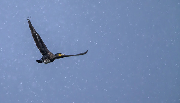 MERIMETSOJA ON JO MUUTAMIA KYMMENIÄ