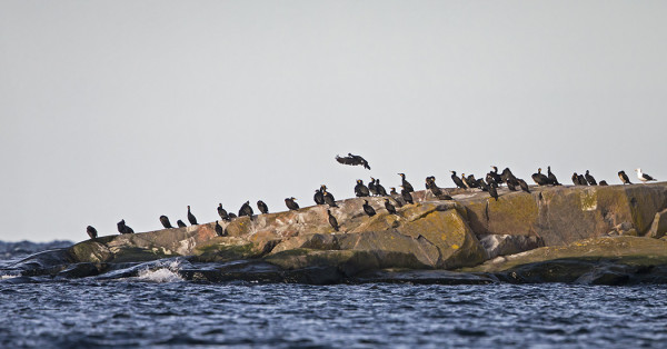 LÄHES SATA MERIMETSOA OLESKELEE SATAMALAHDEN YMPÄRISTÖSSÄ