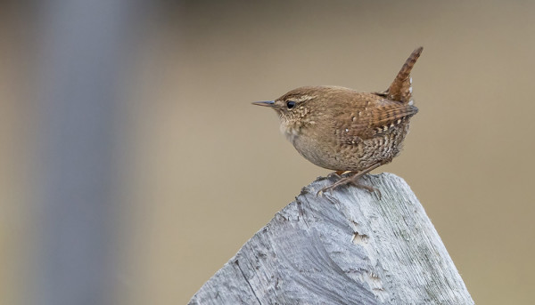 PEUKALOINEN NÄHTIIN PITKÄSTÄ AIKAA