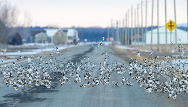 ALUEELLA PYÄRI PARITUHATTA PULMUSTA, VIIHTYIVÄT TEILLÄ
