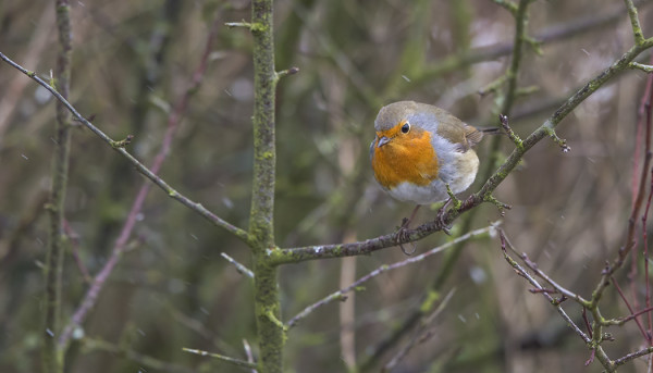...KUTEN MYÖS PUNARINTA