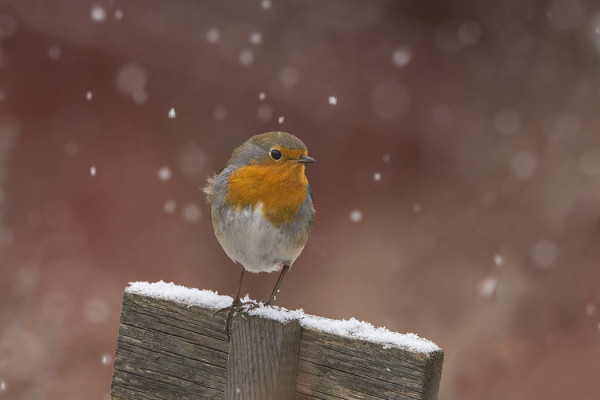 TALVEHTIVA PUNARINTA LUMISATEESSA