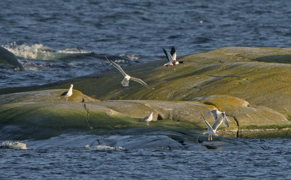 VUODEN EKA RISTISORSA LENNOSSA PATTSKÄRIN RANNASSA