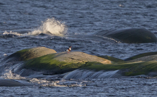 YKSINÄINEN ENSIMMÄINEN