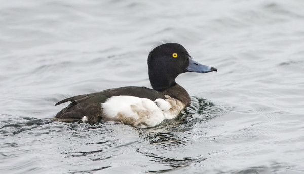TUKKASOTKIA ON KERÄÄNTYNYT SATAMALAHDELLE, FLADANILLE