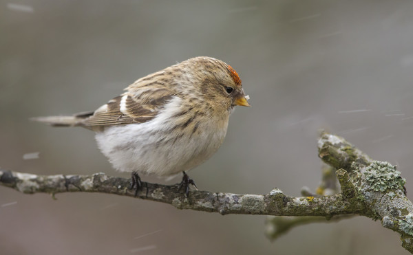 TUNDRAURPIAINEN KÄVÄISI RUOKINNALLAMME
