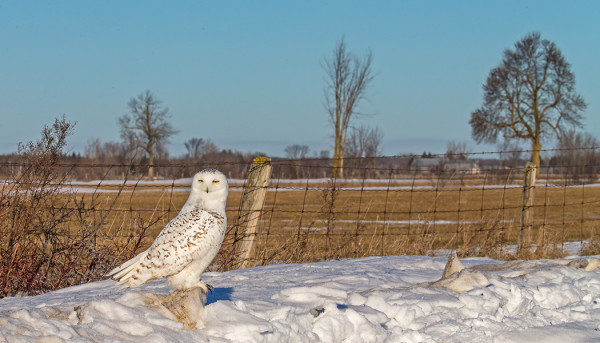 TUNTURIPÖLLÖJÄ NÄIMME KAIKKIAAN 6-7 YKSILÖÄ. TÄSSÄ VANHA NAARAS.