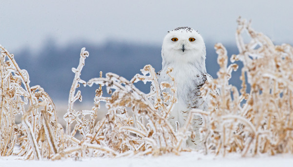 YHTENÄ YÖNÄ SATOI ALIJÄÄHTYNYTTÄ VETTÄ JOKA JÄÄDYTTI KAIKKI KASVIT JA KOKO MUUNKIN MAISEMAN