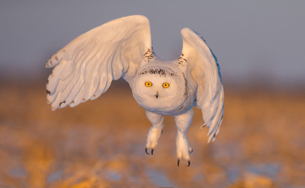 tunturipollo_61_Kanada_02_16