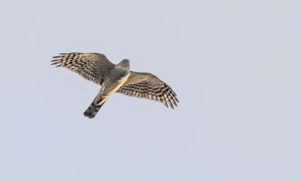 VARPUSHAUKKA ON NÄYTTÄYTYNYT MUUTAMAN KERRAN (Kuva: Outi Sarjakoski)