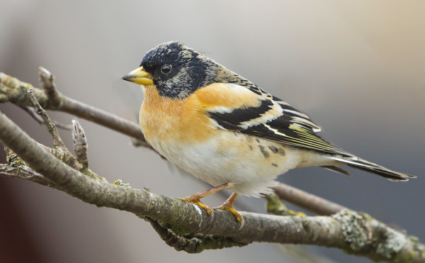 MUUTTAVAT PEIPPO - JA JÄRRIPEIPPOKOIRAAT OVAT KOMEASSA PUVUSSA