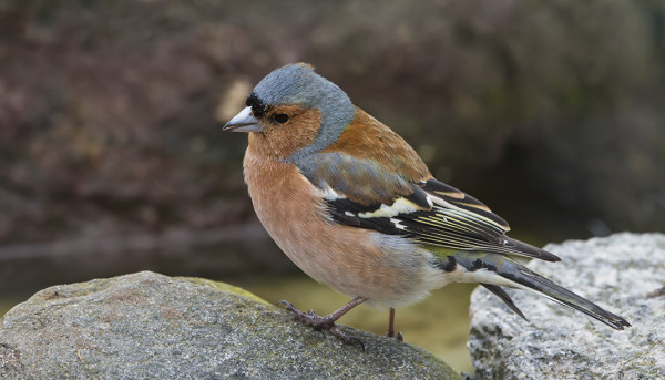 peippo_06_Korppoo_03_16