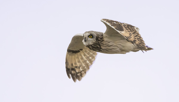 SUOPÖLLÖT ILAHDUTTIVAT