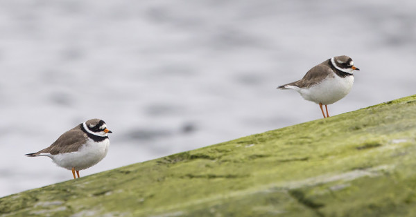 TYLLEJÄ ON JO USEITA, MYÖS PAREITTAIN