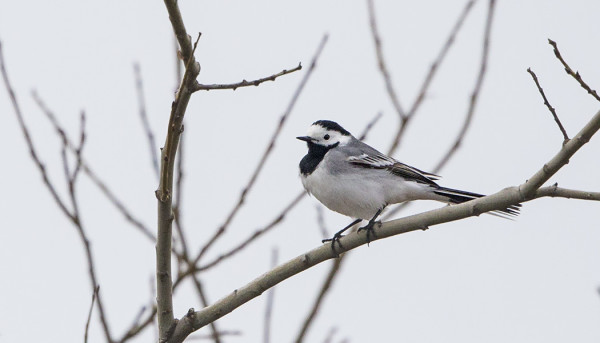 VÄSTÄRÄKKEJÄ NÄKYY JO PÄIVITTÄIN