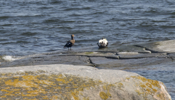 NAARAS ALLIHAAHKA ITÄRANNALLA HAAHKOJEN SEURASSA (kuva: Outi Sarjakoski)