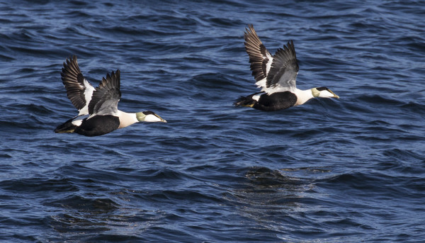 HAAHKOJA ON TASAISESTI KOKO LAIVAMATKAN PITUUDELTA