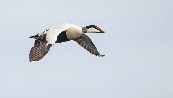 HAAHKOJEN KUVAAMINEN ON JÄÄNYT VÄHÄLLE TÄNÄ KEVÄÄNÄ - NO, VIELÄ EHTII