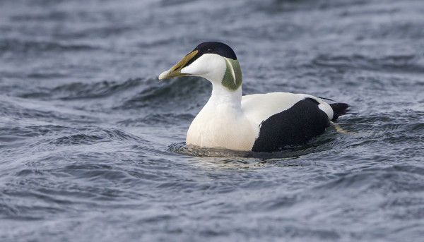 HAAHKOJEN PESINTÄ ON JO VAUHDISSA