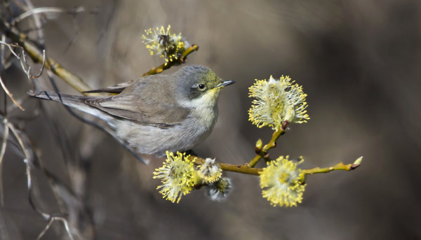 KEVÄÄN EKA HERNEKERTTU LÖYSI HETI PAJUN KUKINNOT